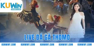 live đá gà Thomo